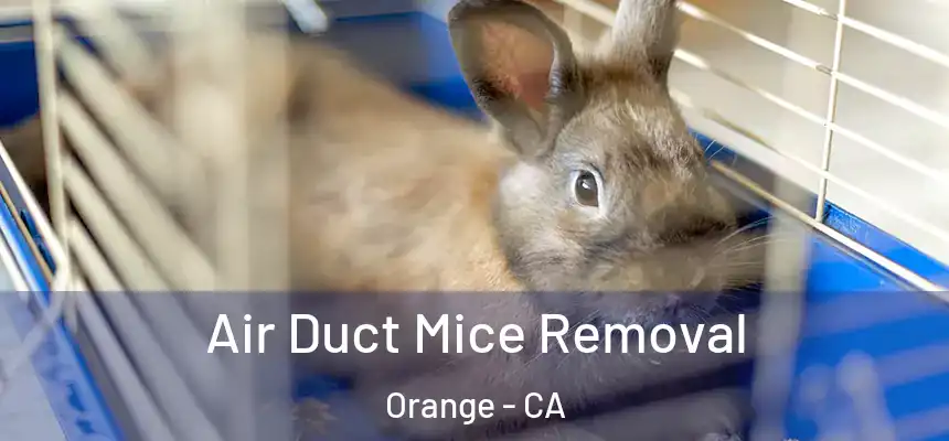  Air Duct Mice Removal Orange - CA